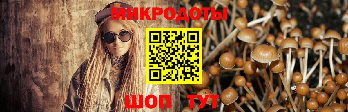Галлюциногенные грибы Psilocybine cubensis Лысьва
